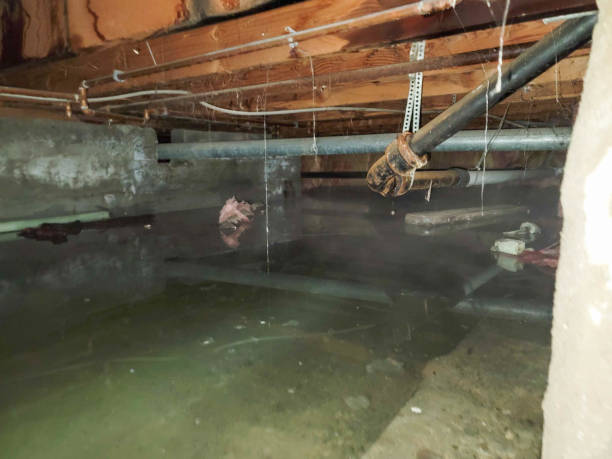 Best Water damage restoration near me  in Whiteman Af, MO